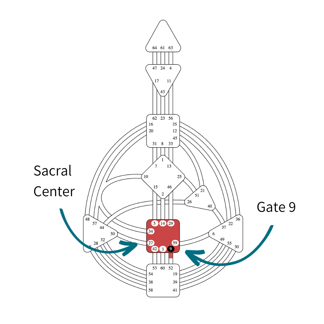 Human Design Gate 9 Gene Key 9 Focus Vickie Dickson